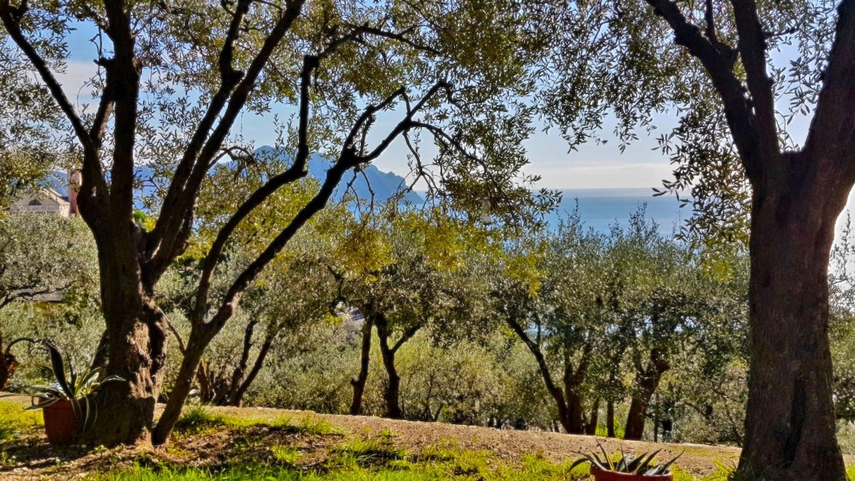 橄榄山-海边的橄榄树林