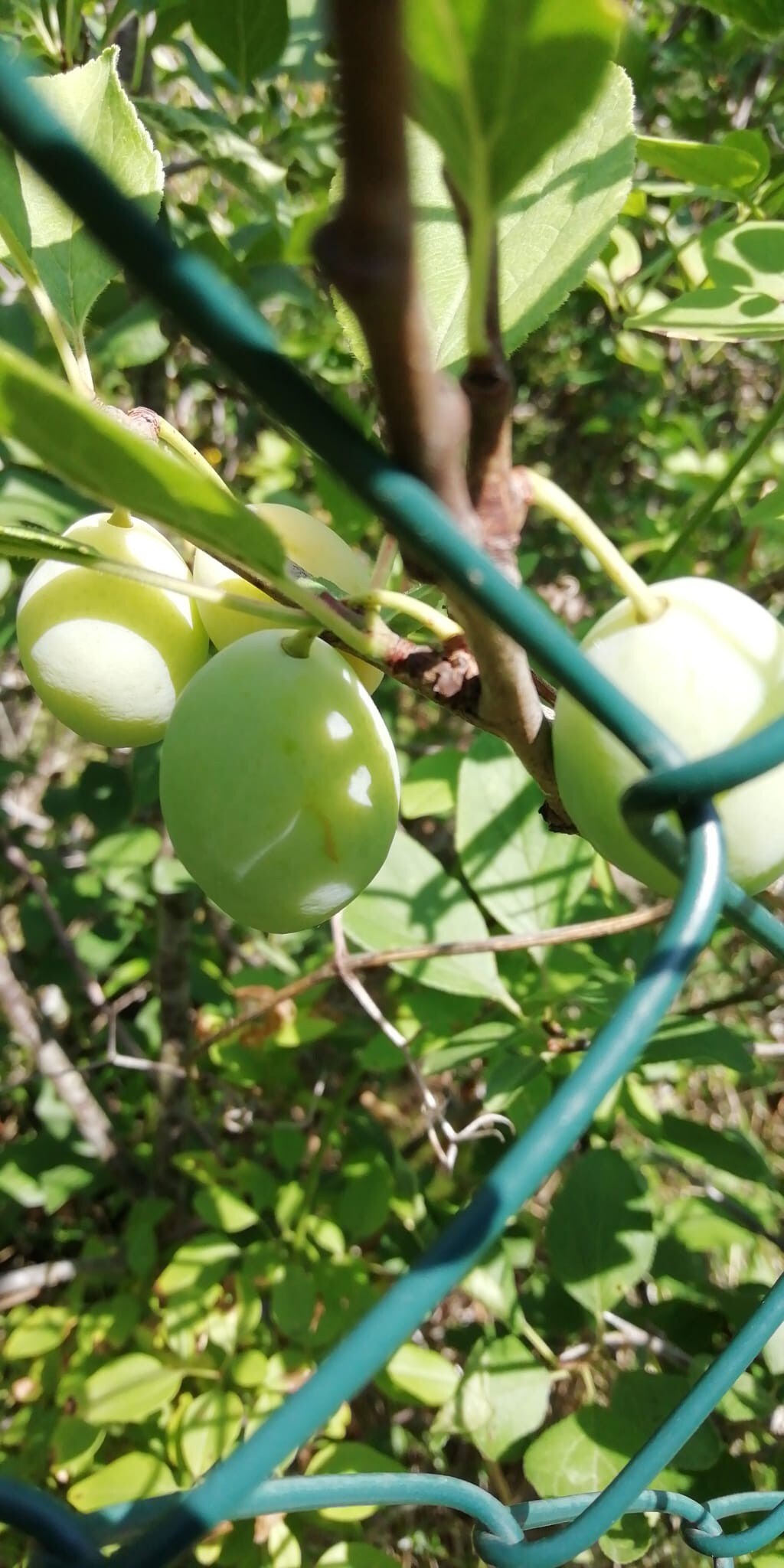 The 100-y-old olive tree space