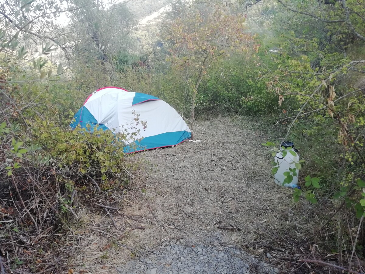 The 100-y-old olive tree space