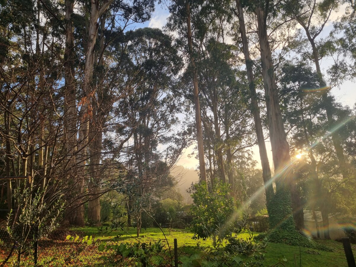 Fringe Forrest Glamping