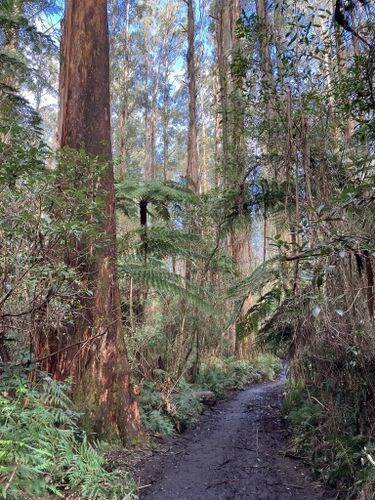 Fringe Forrest Glamping