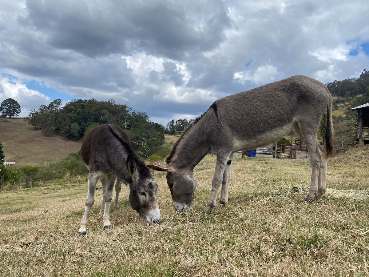 Samford Valley - Lollipops Farm - Cedar Creek