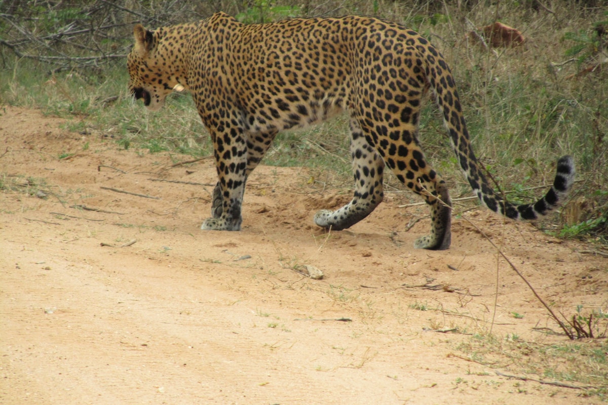 Yala Big Game Drive with Heina Eco Team (3 Day 2N)