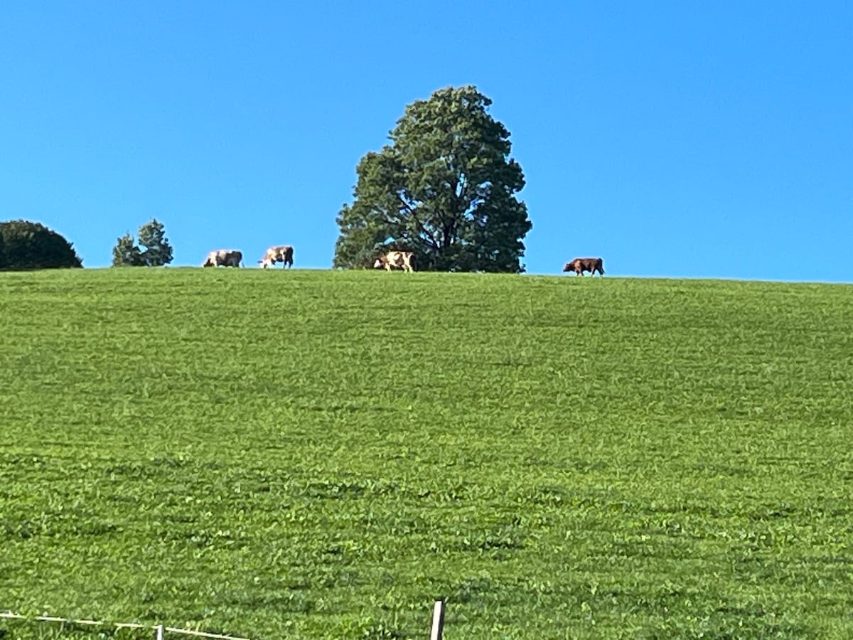 Privatzimmer am Bio-Alpaka-Hof