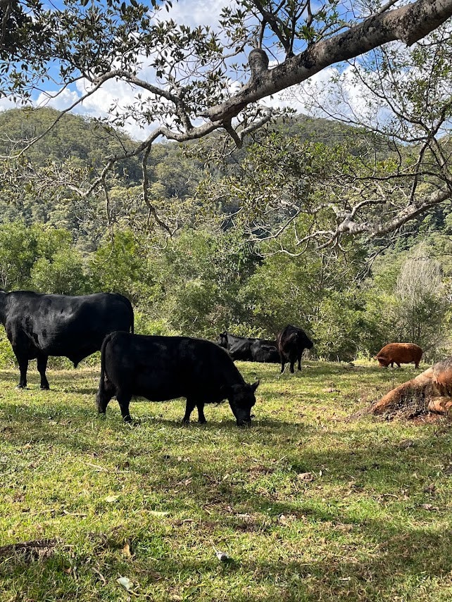 Saddleback Farm -Curramore