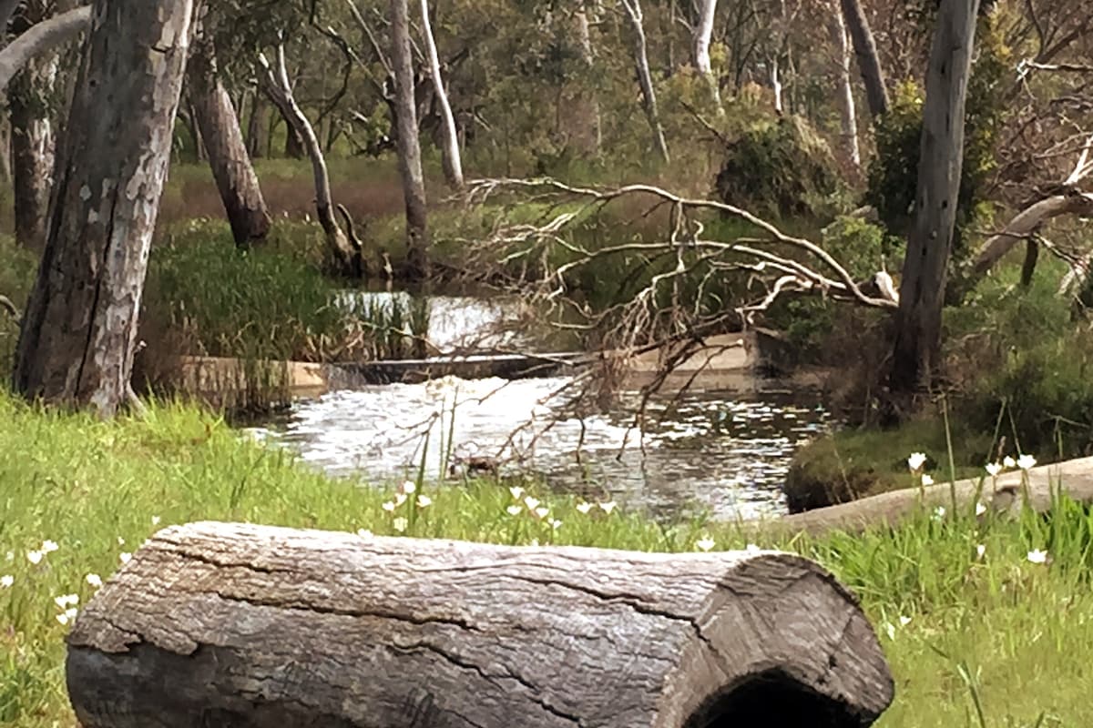 Cygnet River Studio