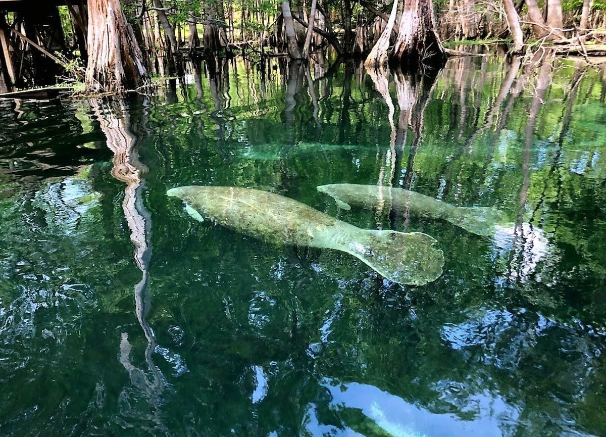 Camp Manatee-Riverfront Cabin + Kayaks & Hot Tub!