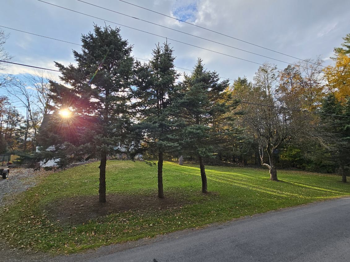 Three Pine Trees Cottage