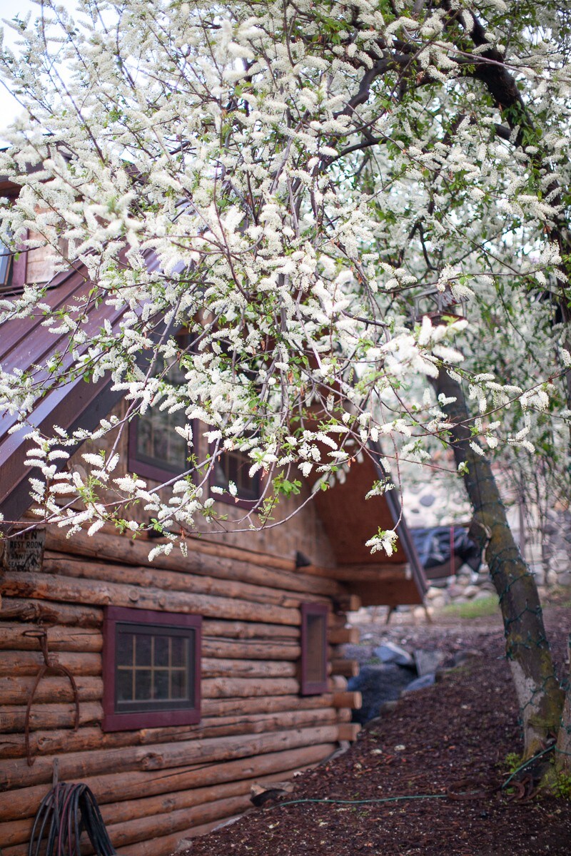 Dreamy log cabin by Yellowstone