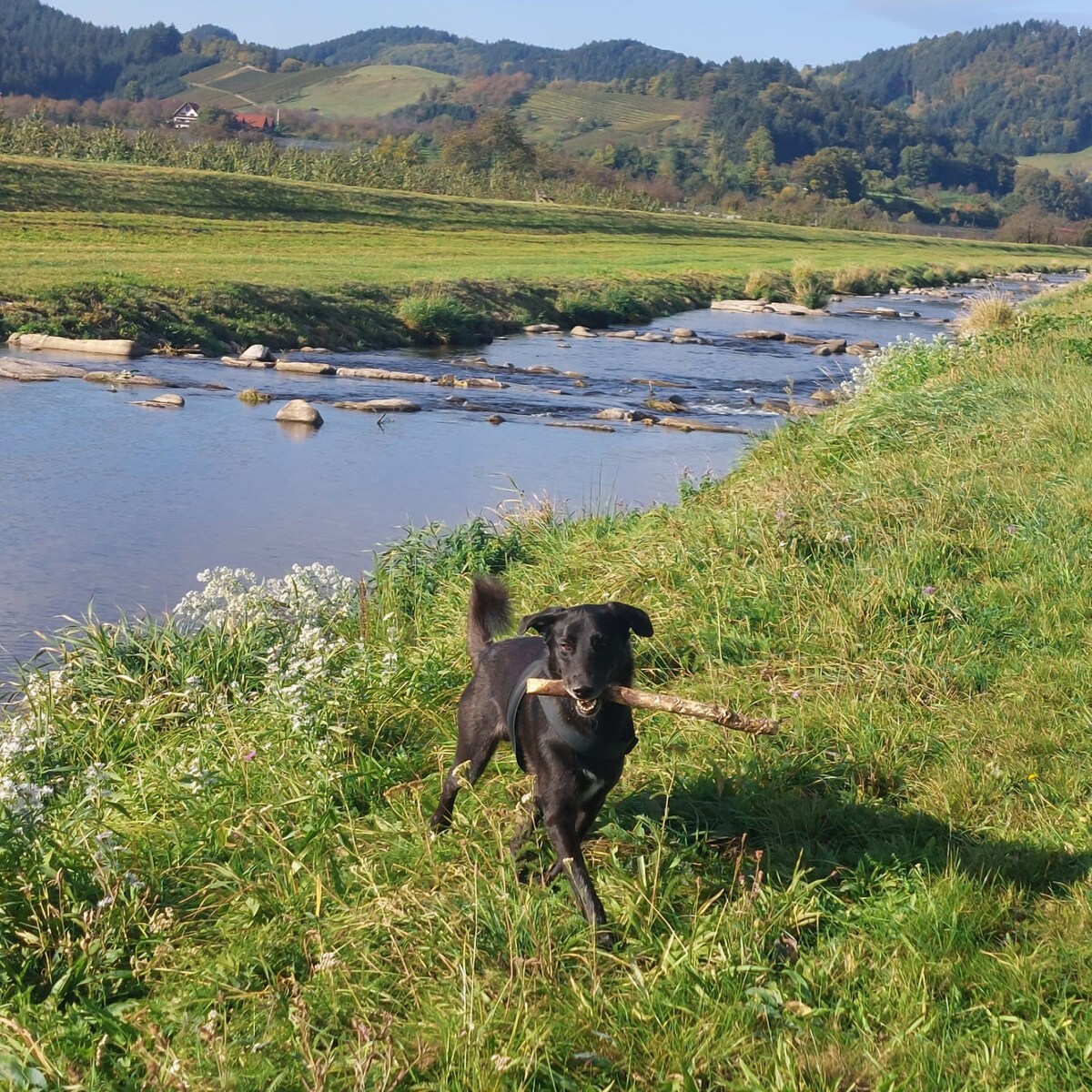 Heimatglück 1, Hundefreundlich