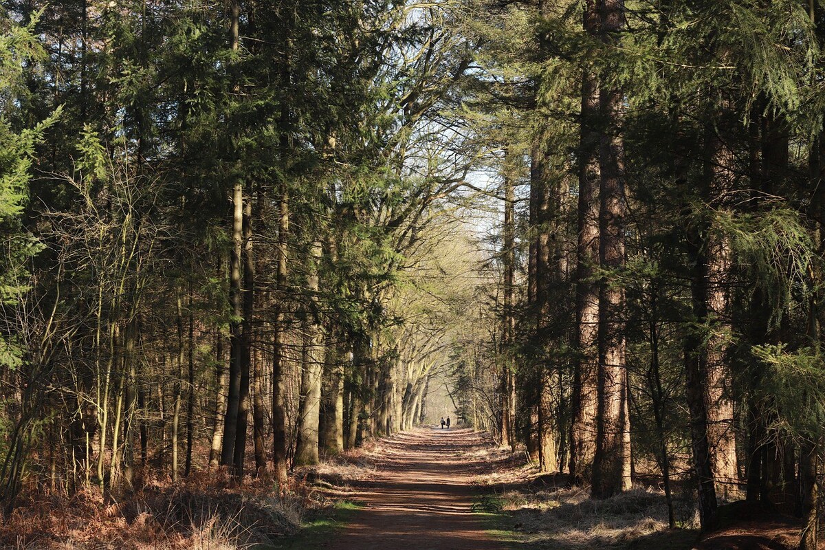 Natuurhuisje aan Duinrand