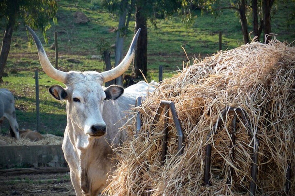 Celestina- Agriturismo La Valentina