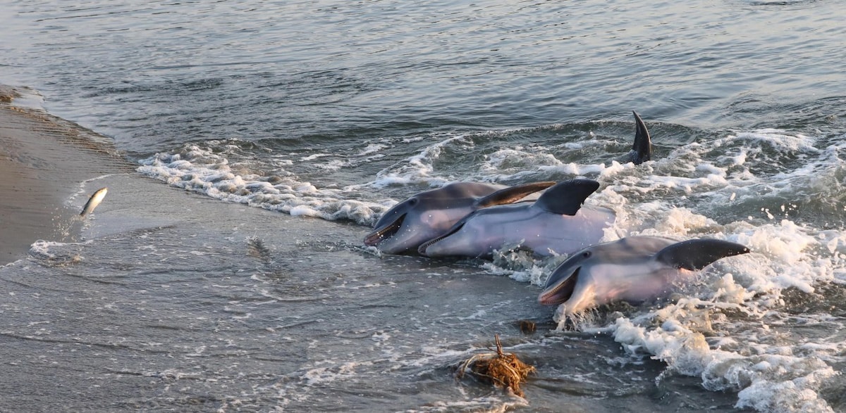 1316 Pelican Watch Villas Seabrook Island SC