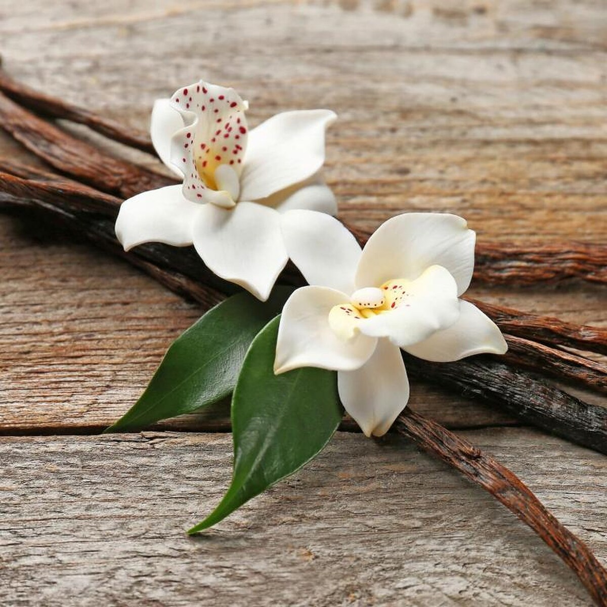 Vanilla Home Ostuni