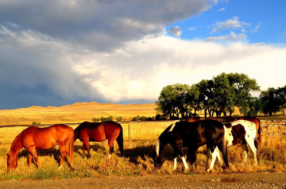 TA Guest Ranch - Helena Huntington Smith