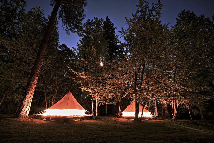 # 134豪华露营帐篷，毗邻巨大的树木