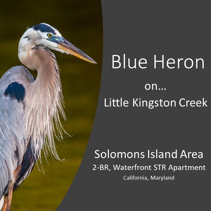 Blue Heron on Little Kingston Creek