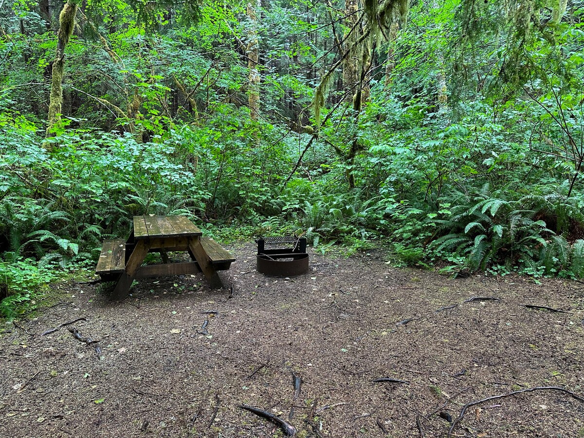 Primitive Tent Site in Enchanted Rain Forest - Sit