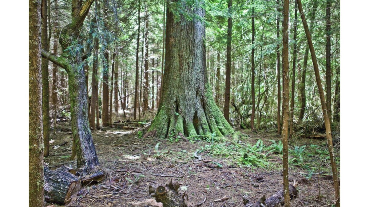 Primitive Tent Site in Enchanted Rain Forest - Sit