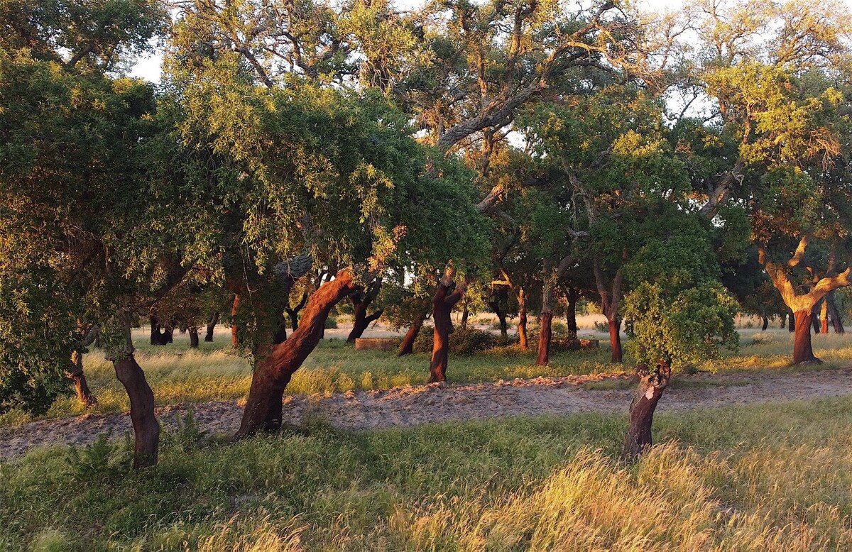 Tenda das oliveiras