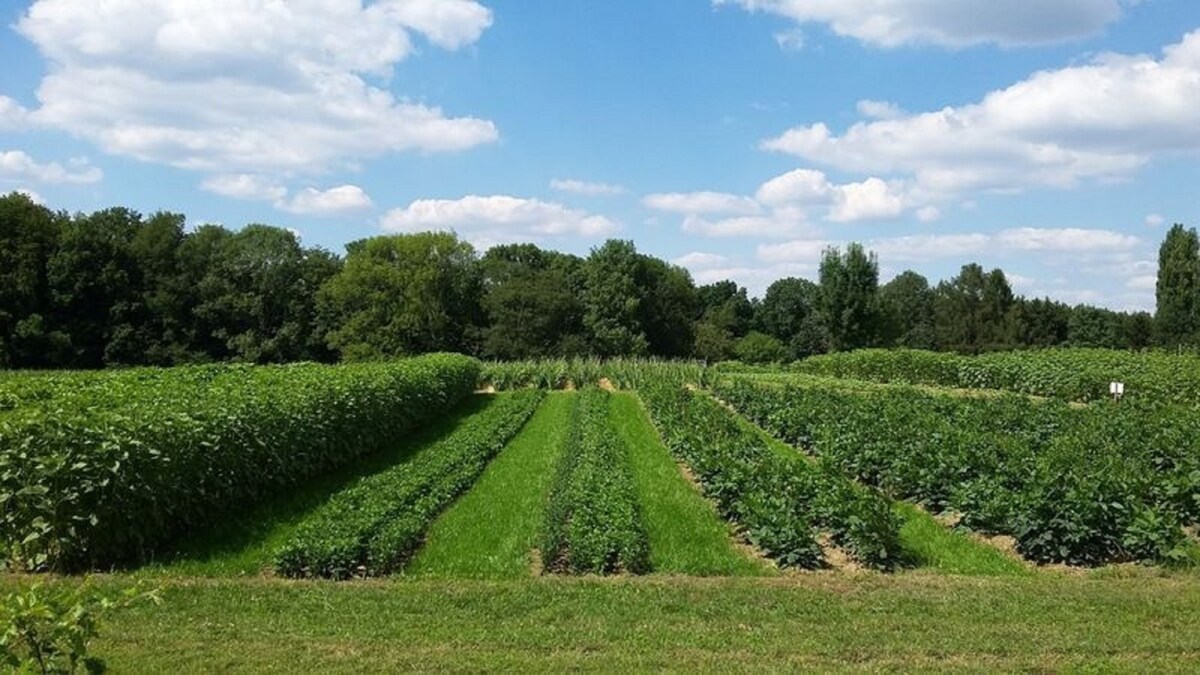 Appartement Gartenblick (Bauernhof Sesterhenn)