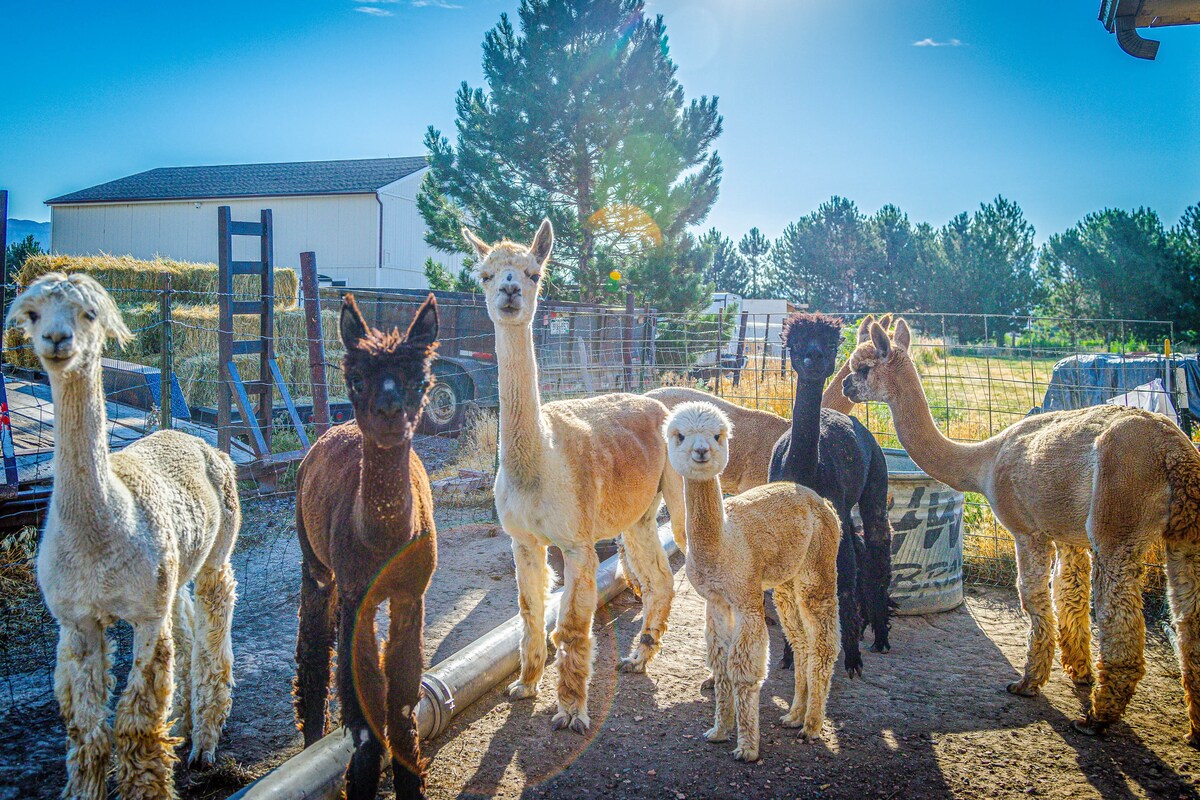 The Farmhouse at Grand Valley Getaway w/ Alpacas!