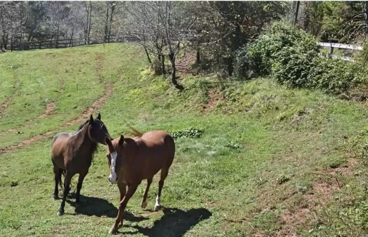 Luxury 5BDR Retreat Log Cabin w/ Horses