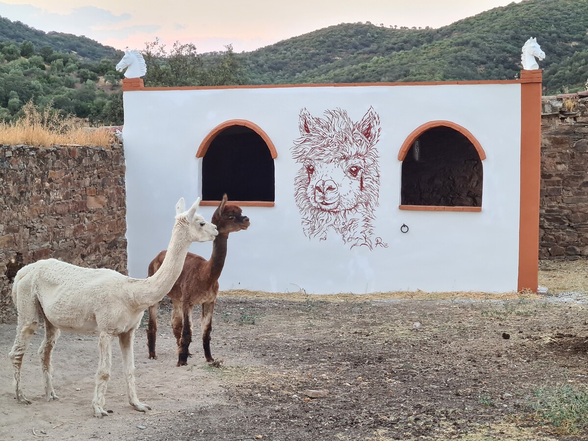 Experience Alpacas in Andalucia