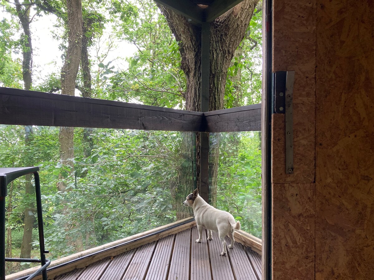 独一无二的橡树林地网格树屋住宿