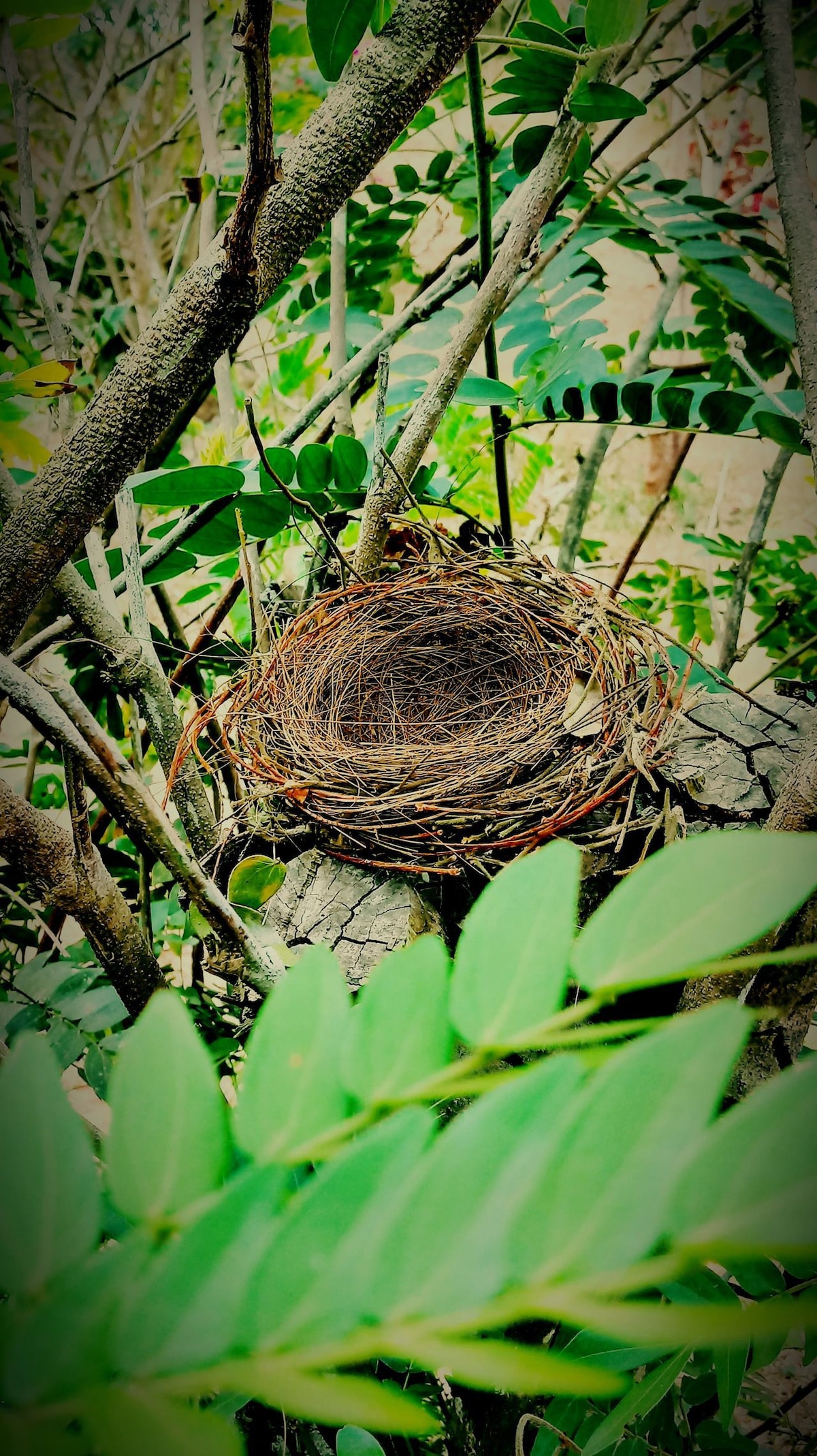 The Nest -尔湾山微型住宅