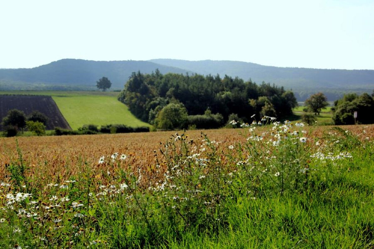 Einzelzimmer Weinhof am Nussbaum - mit kostenfreiem Wlan (Weinhof am Nussbaum)