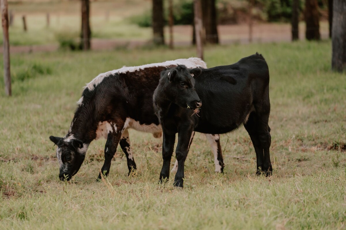 Willow Dale Farm （ Willow Dale Farm ）