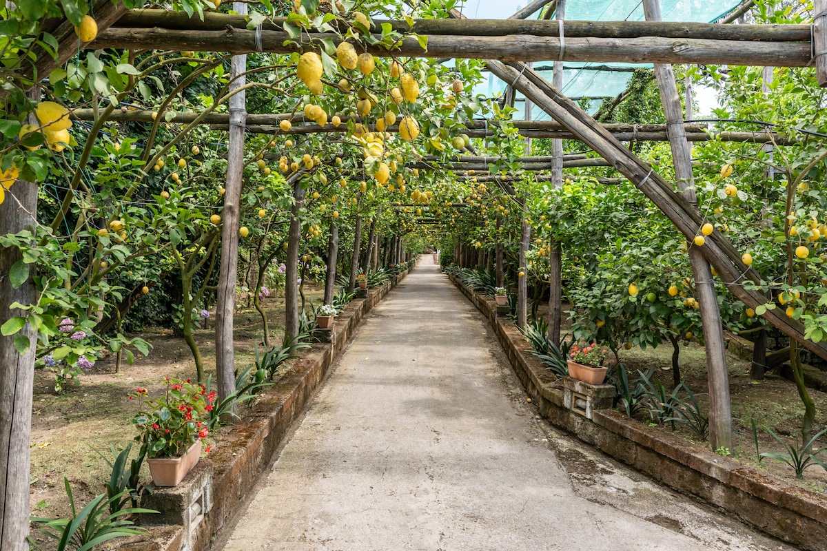 Romantic Garden