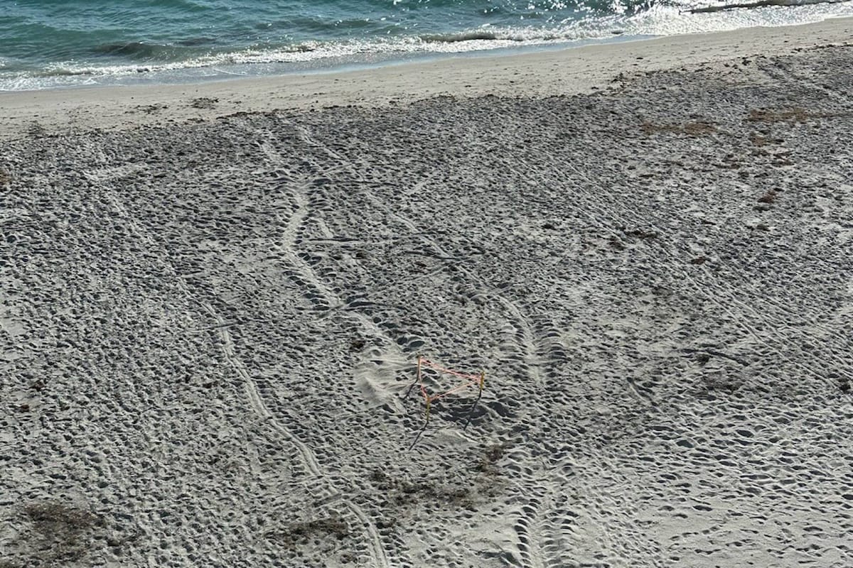 Turtle Tracks on the Beach