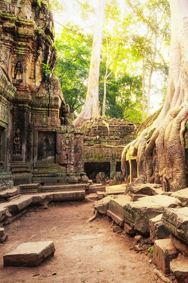 jungle temple ta prom