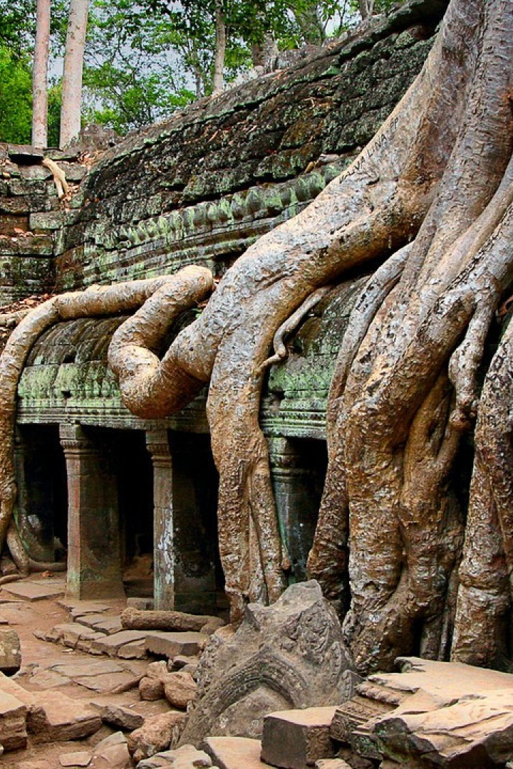 jungle temple ta prom