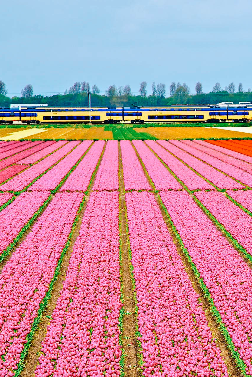 荷兰郁金香花田之旅(季节性)!