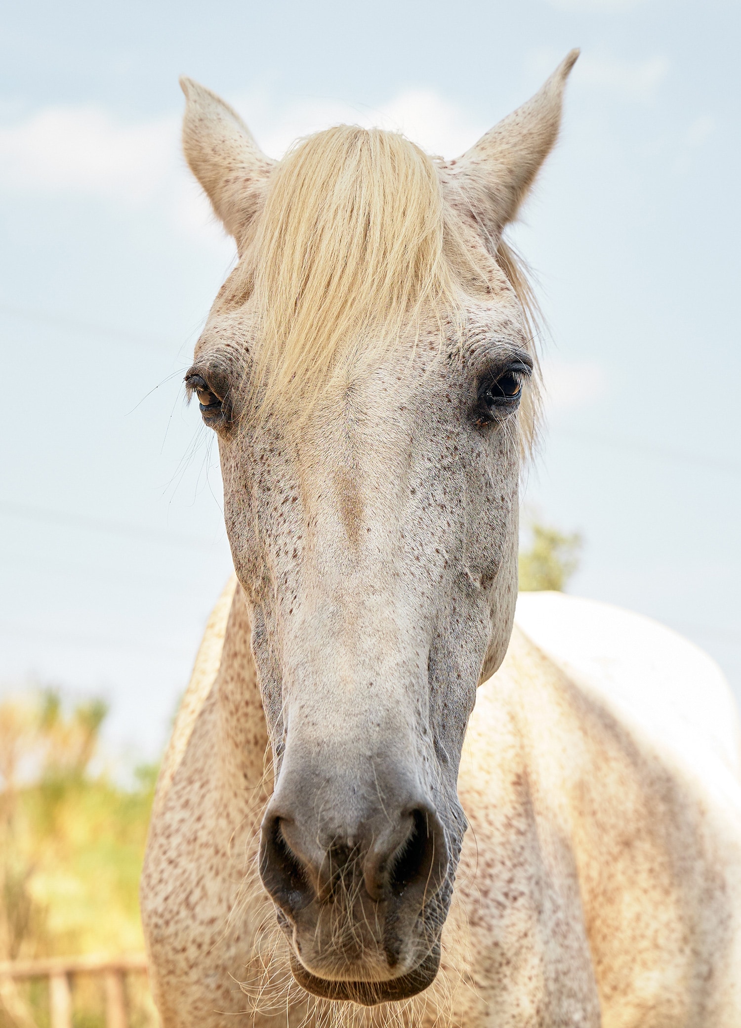 和马匹治疗师一起跟马儿私语