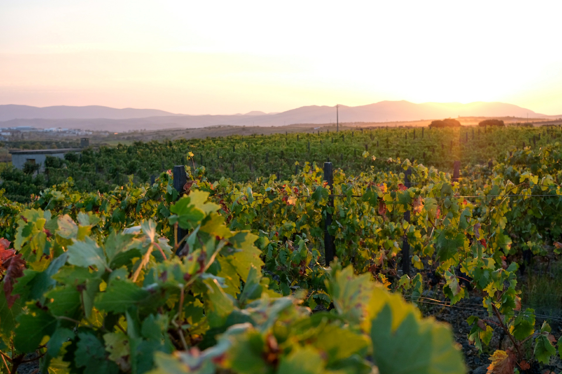 douro valley grape treading & harvest