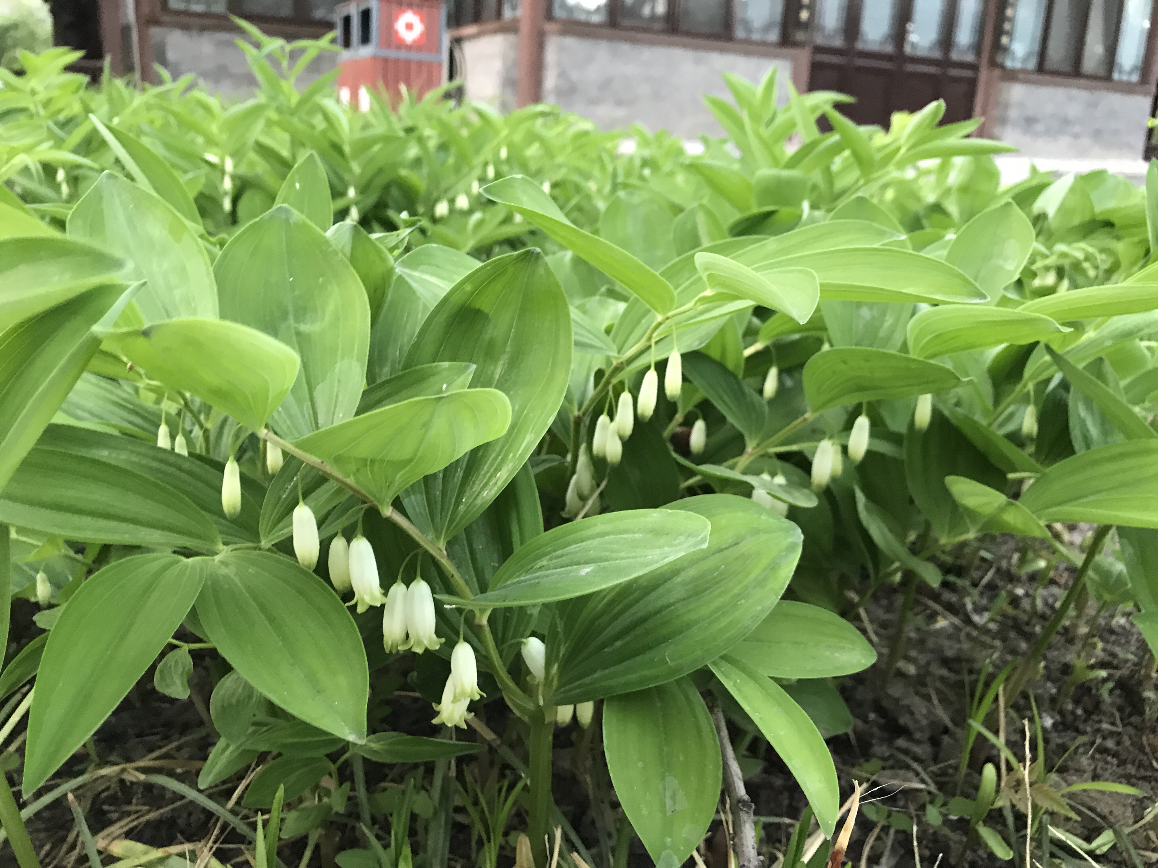 藥草園裡的玉竹開花了