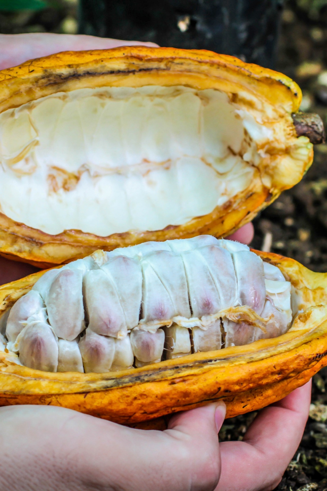 巧克力之旅和夜间之旅 - airbnb