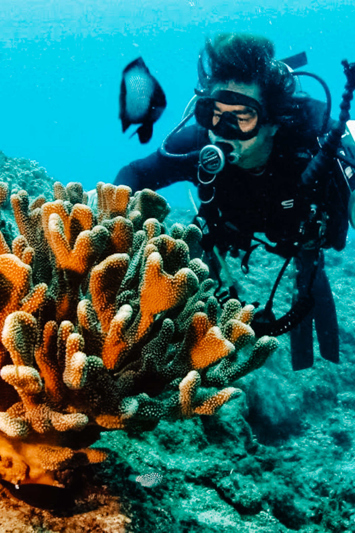 夏威夷生态潜水者带你开启瓦胡岛水肺潜水之旅