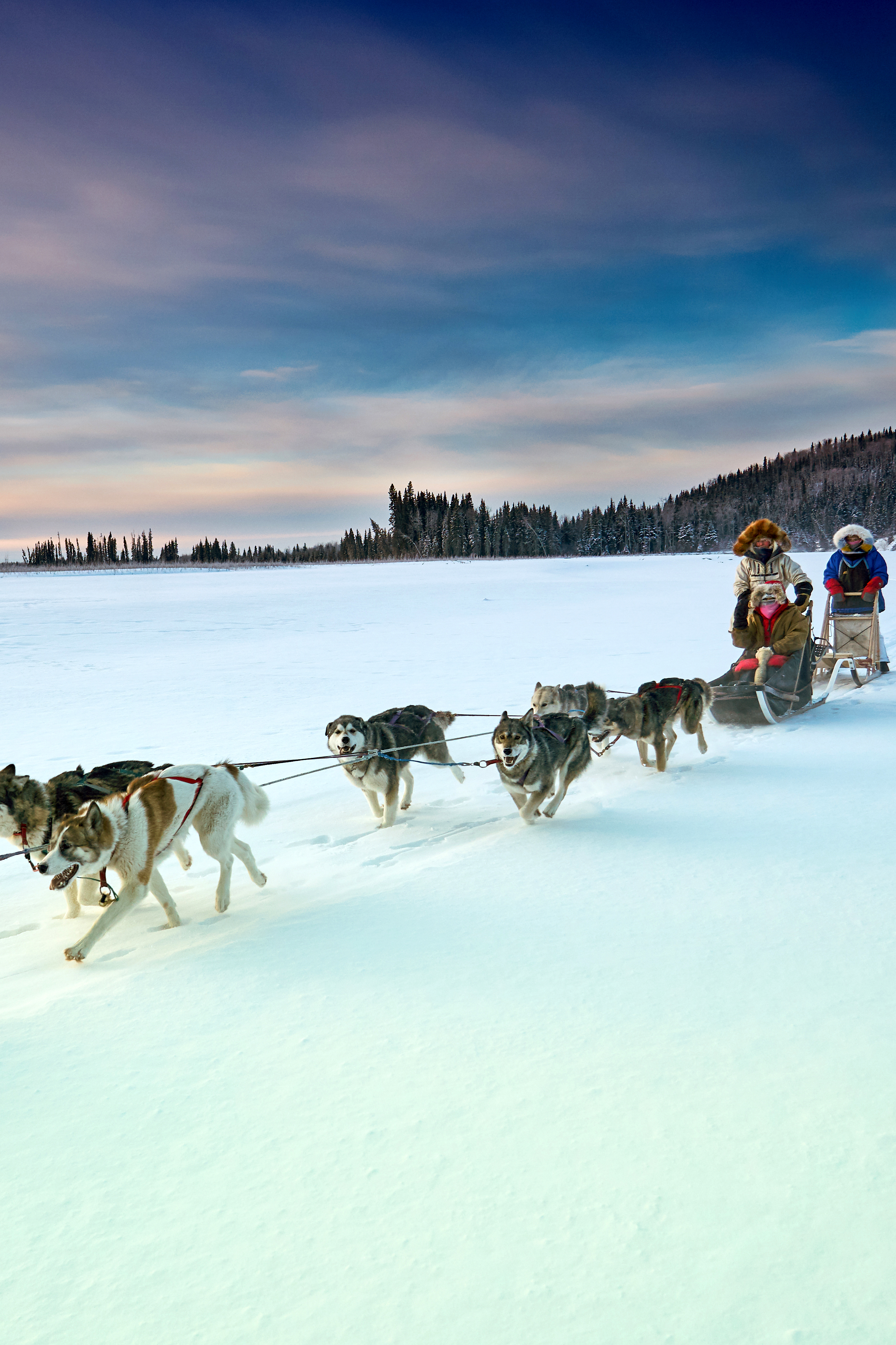 阿拉斯加荒野狗拉雪橇多天探险体验