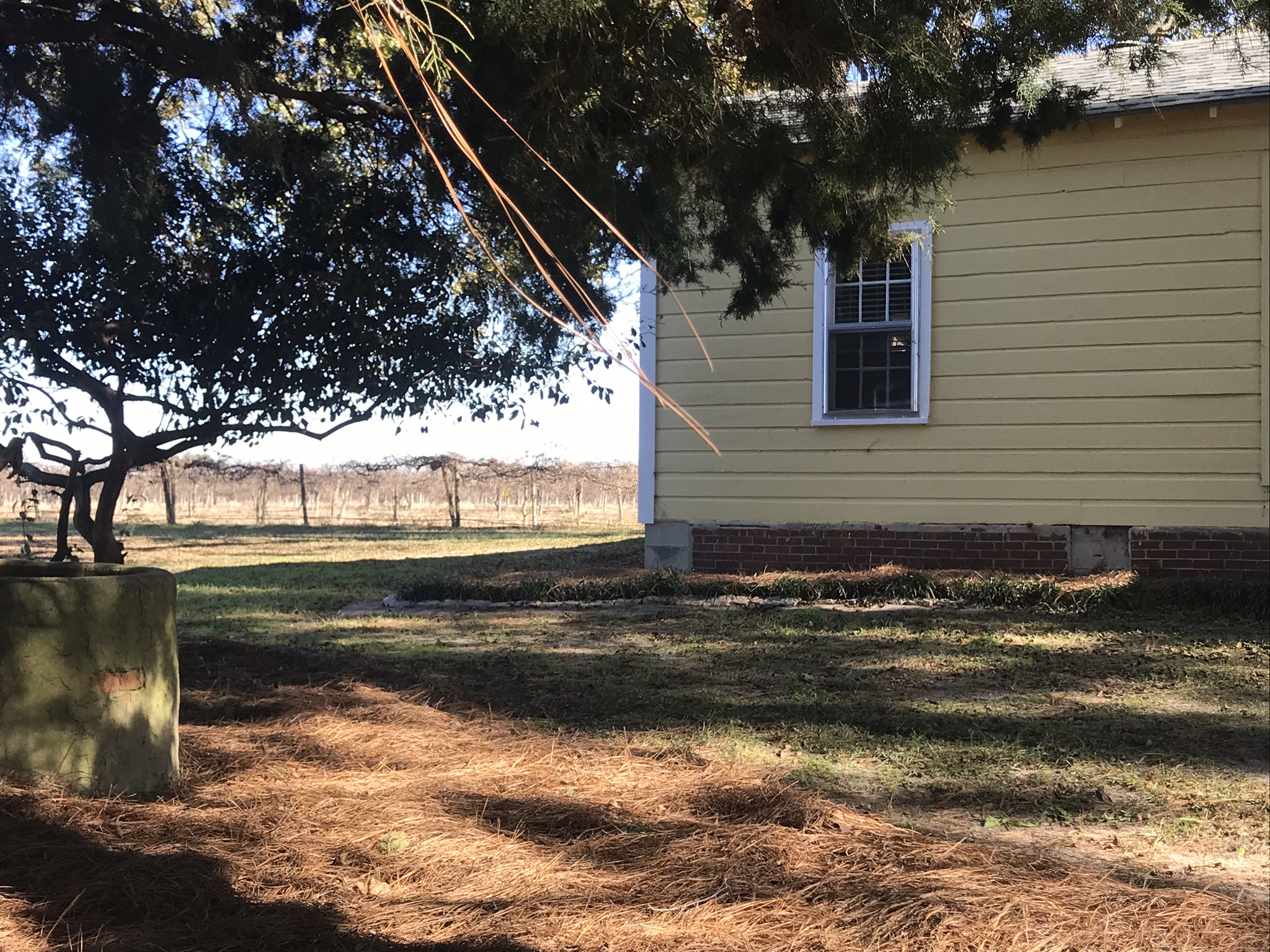 the yellow house in the vineyards