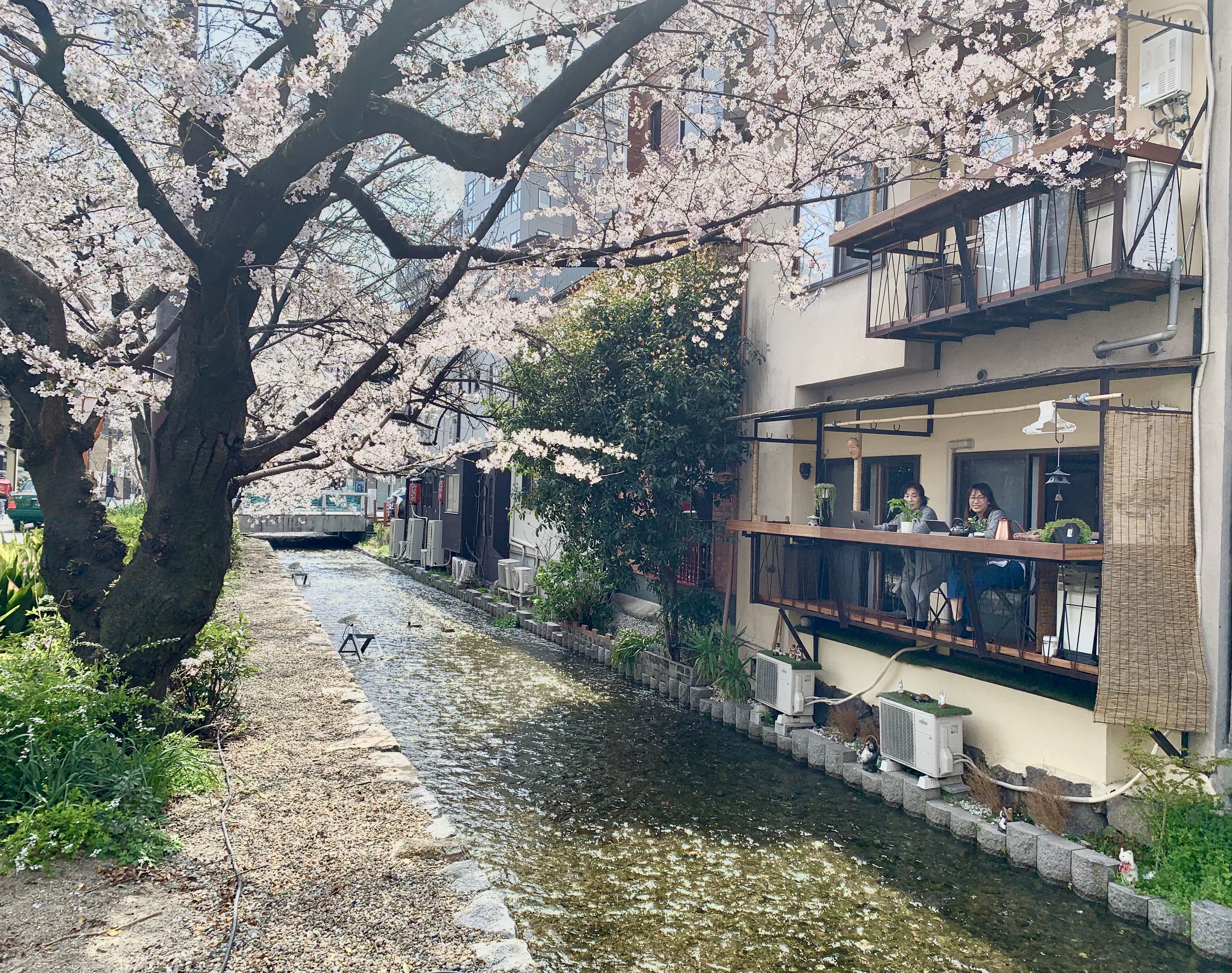 Sakura River Inn 1 樱河之景 是坐落在takase河岸 京都市民宿