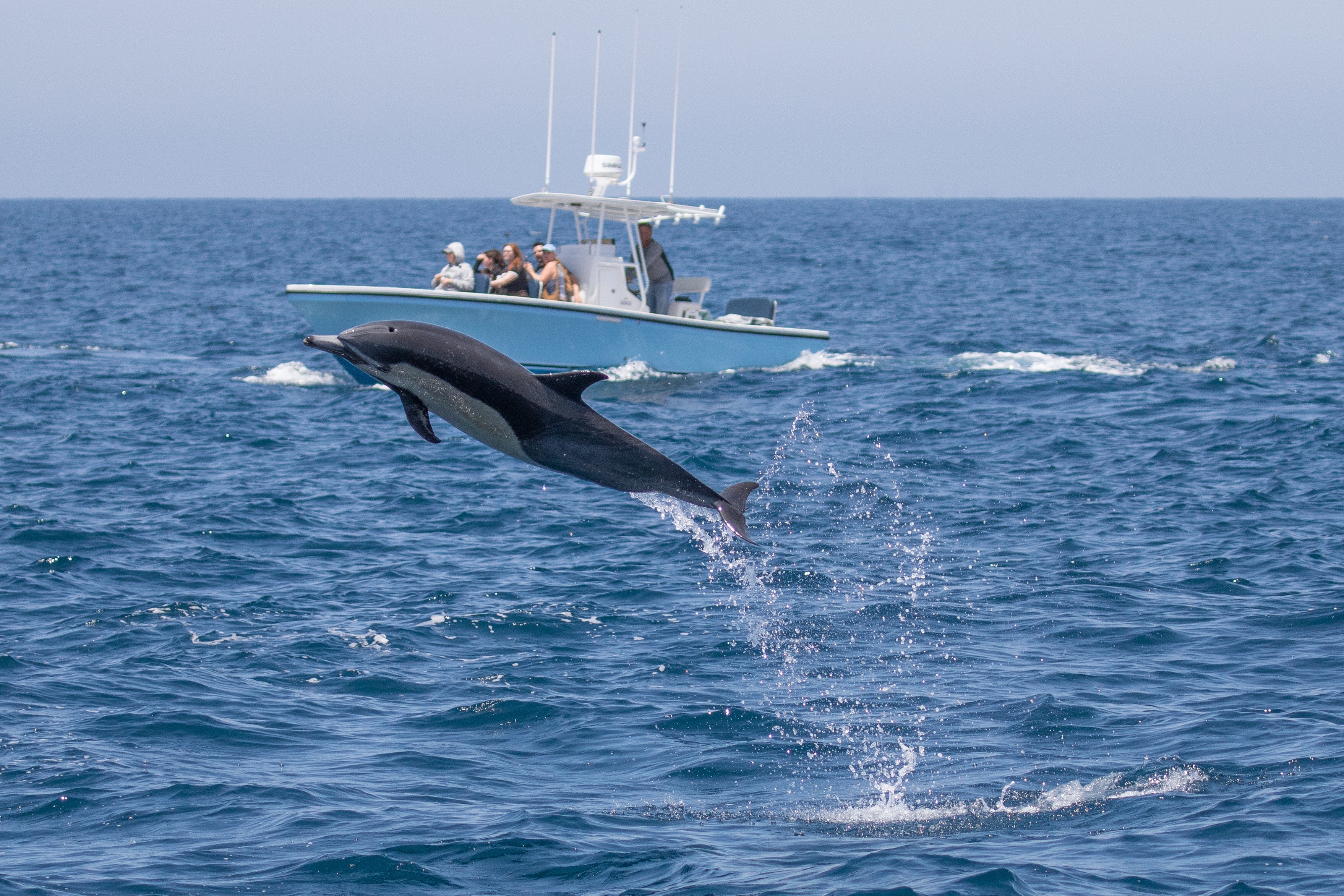 ultimate whale and dolphin watching!