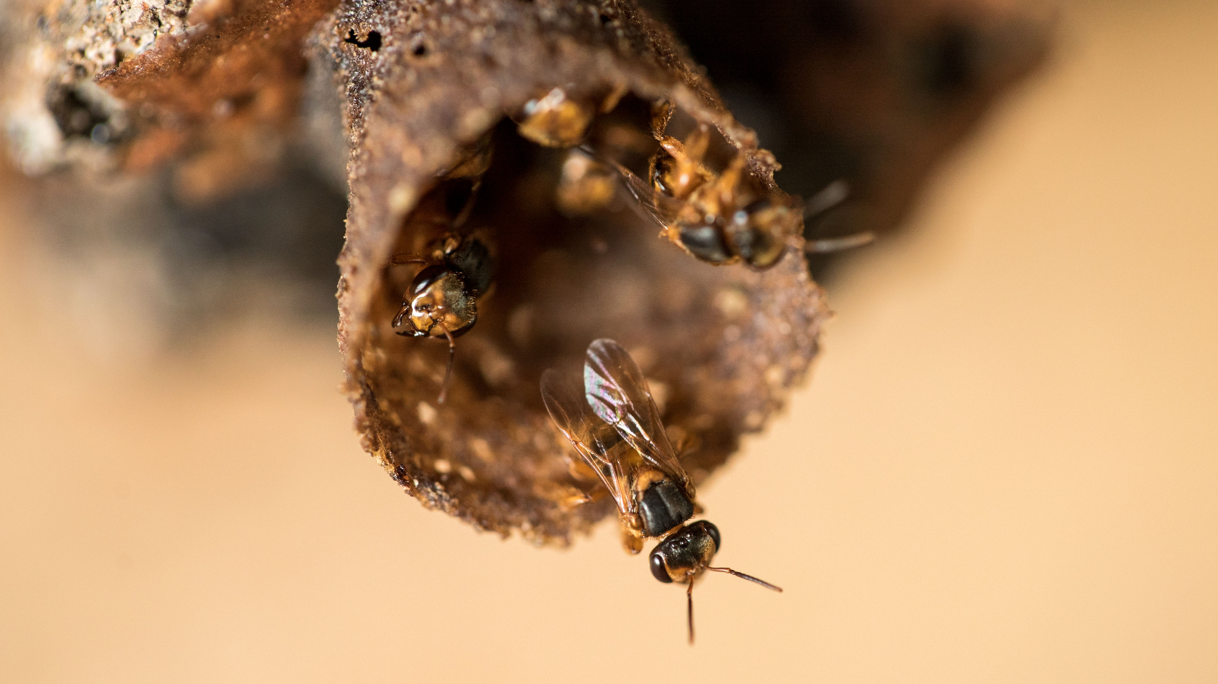 与本地无刺蜂共享餐桌