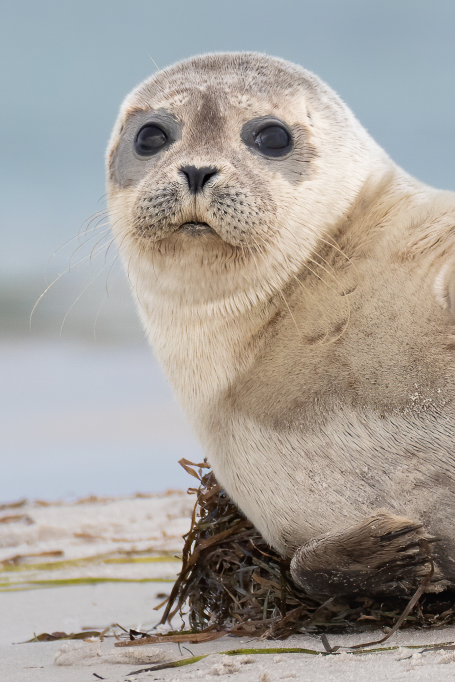 深入海豹聚集地