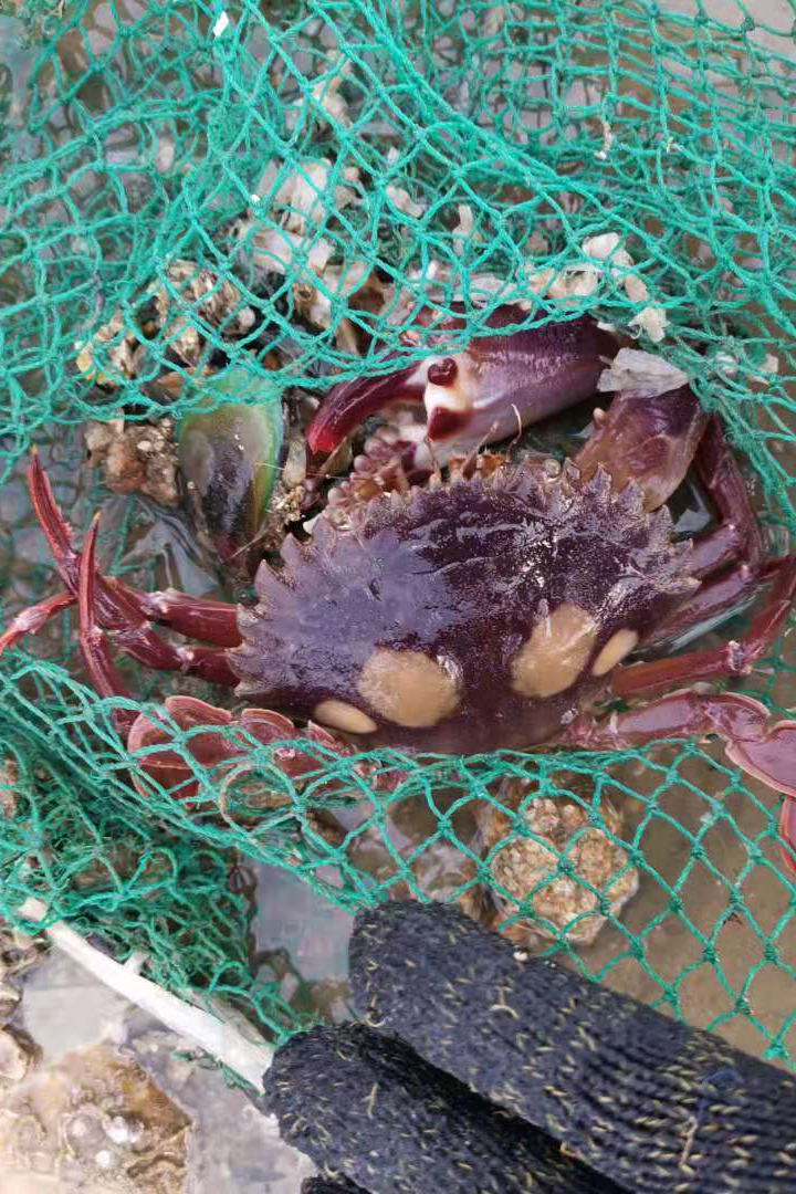 厦门最美海滩赶海挖海鲜