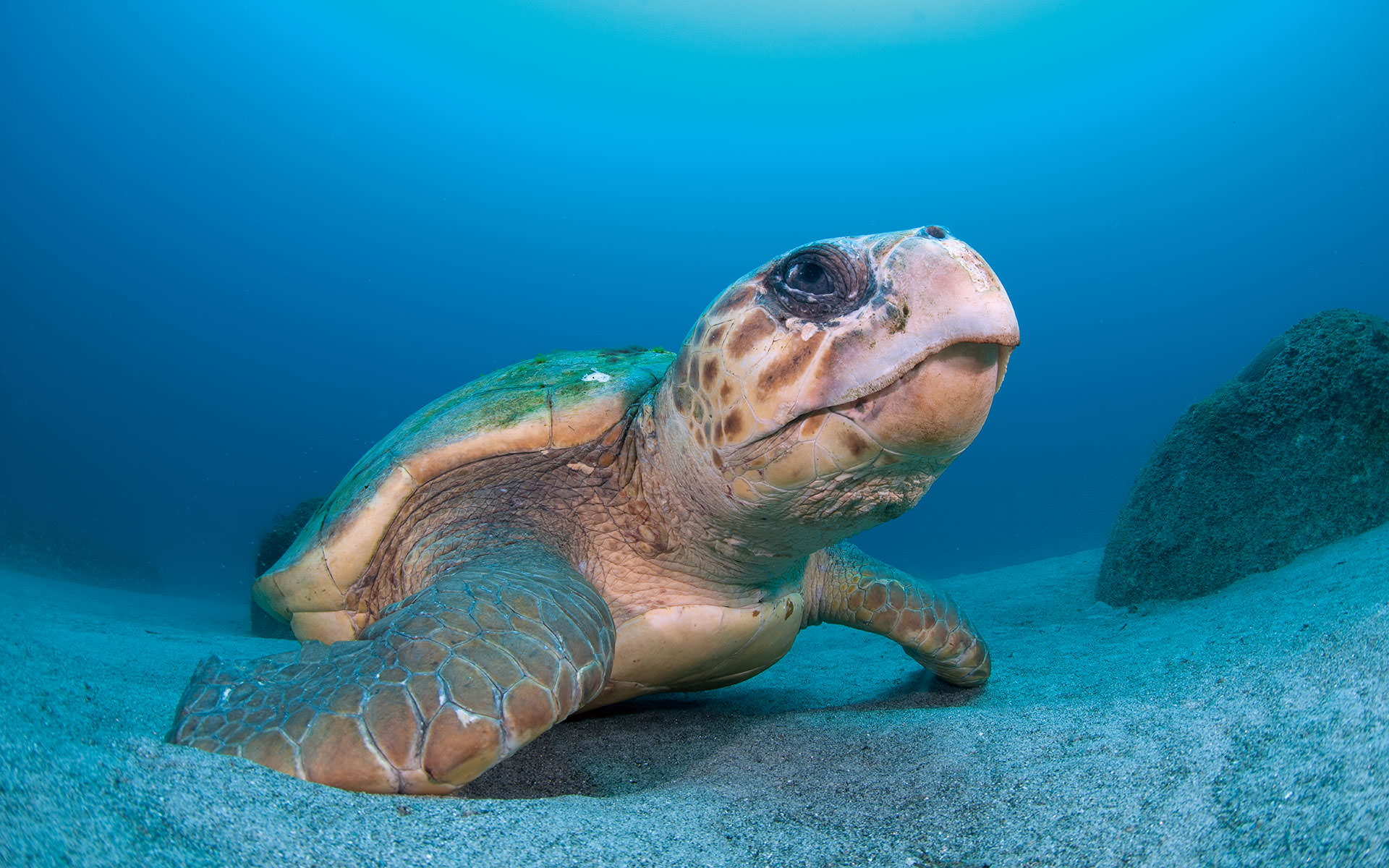 在丰富的海龟岛上放松身心.